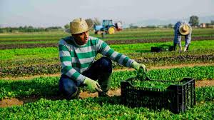 Agricultural Sector Bursaries (AgriSETA, Clover)